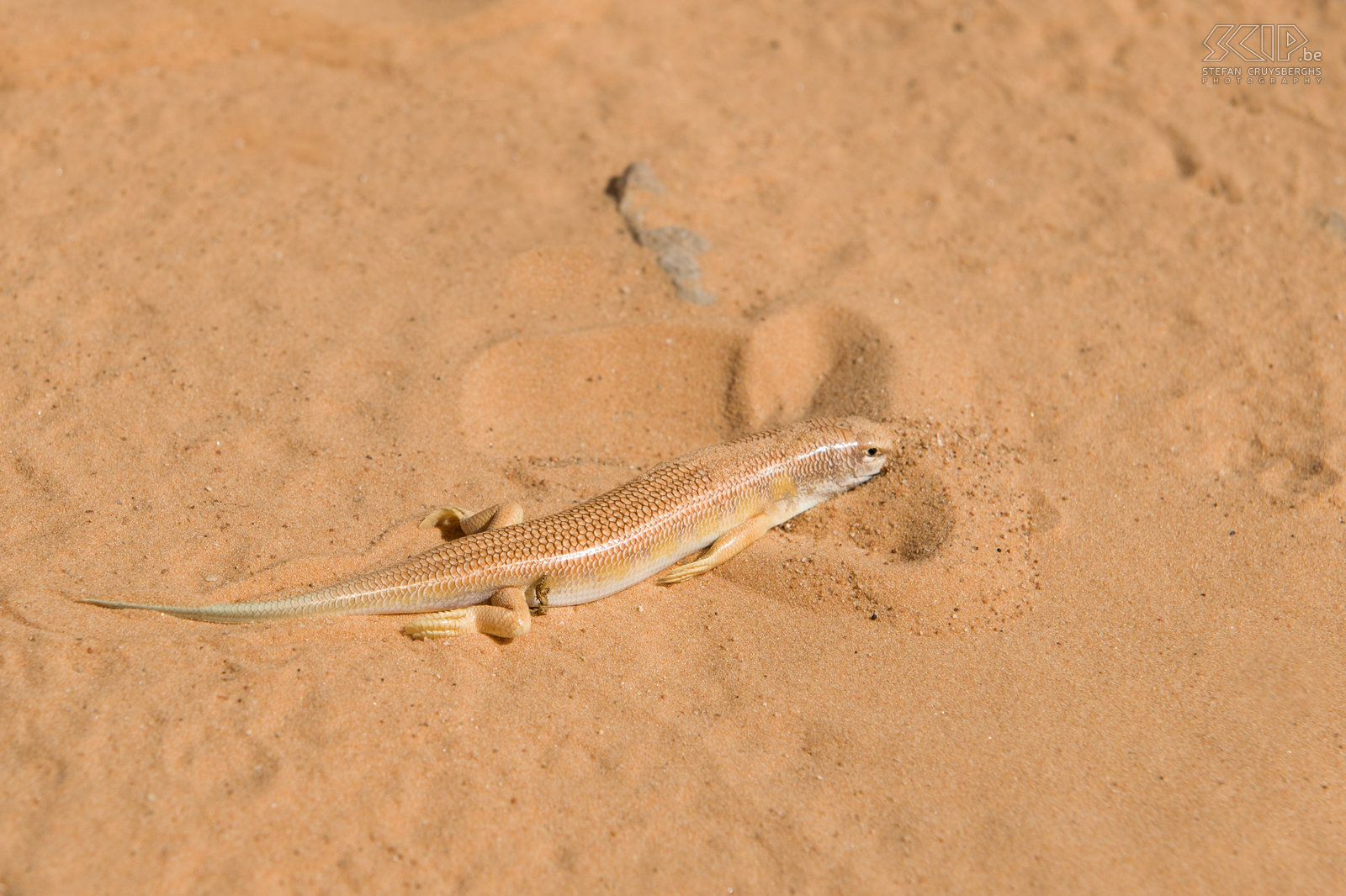 Sandfish This lizard can swim like fish in the sand and that is why it is called Sandfish (Scincus scincus). In French it is called 'Poisson de sable'. Stefan Cruysberghs